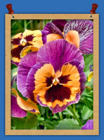 Great Variety of Annuals and Perennials in our Nursery